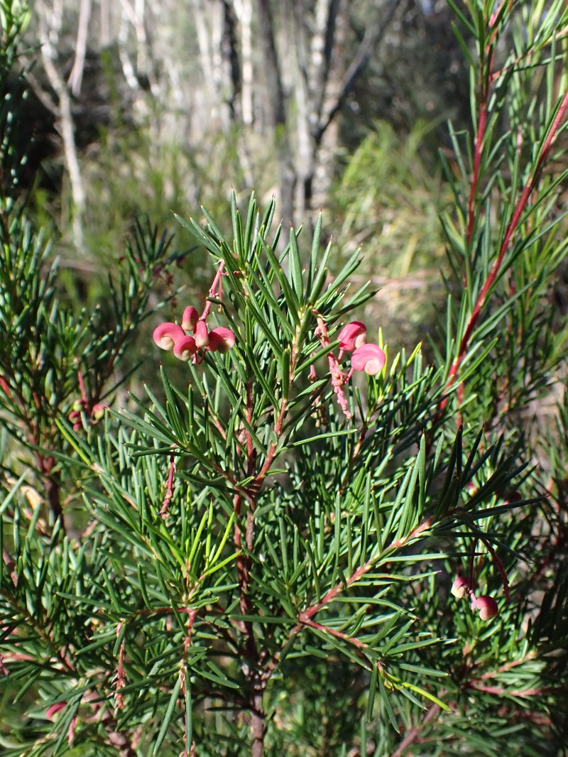 Grevillea rosmarinifolia subsp. rosmarinifolia photo 2