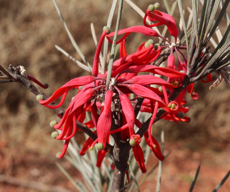 Grevillea sarissa subsp. sarissa