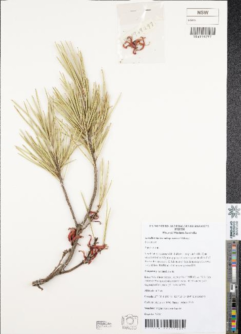 Grevillea sarissa subsp. sarissa photo 2