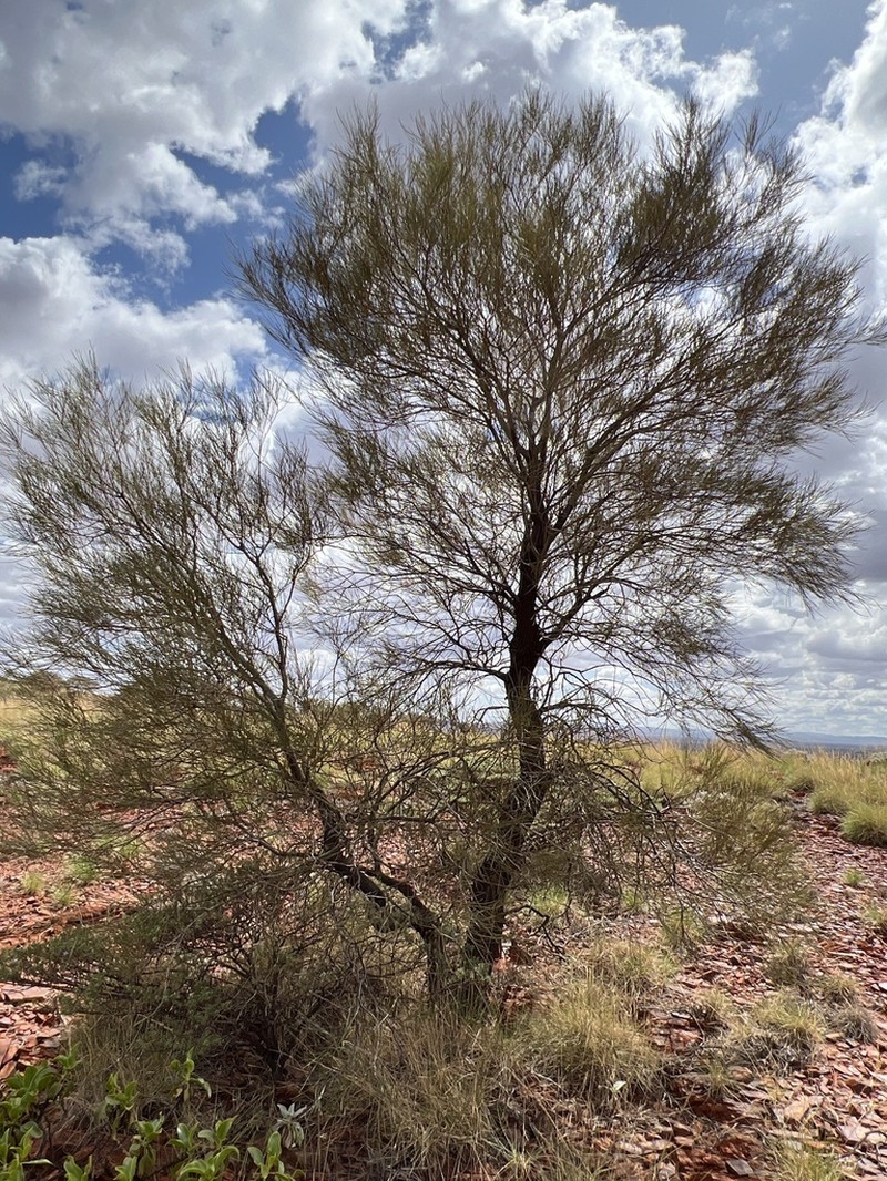 Grevillea saxicola