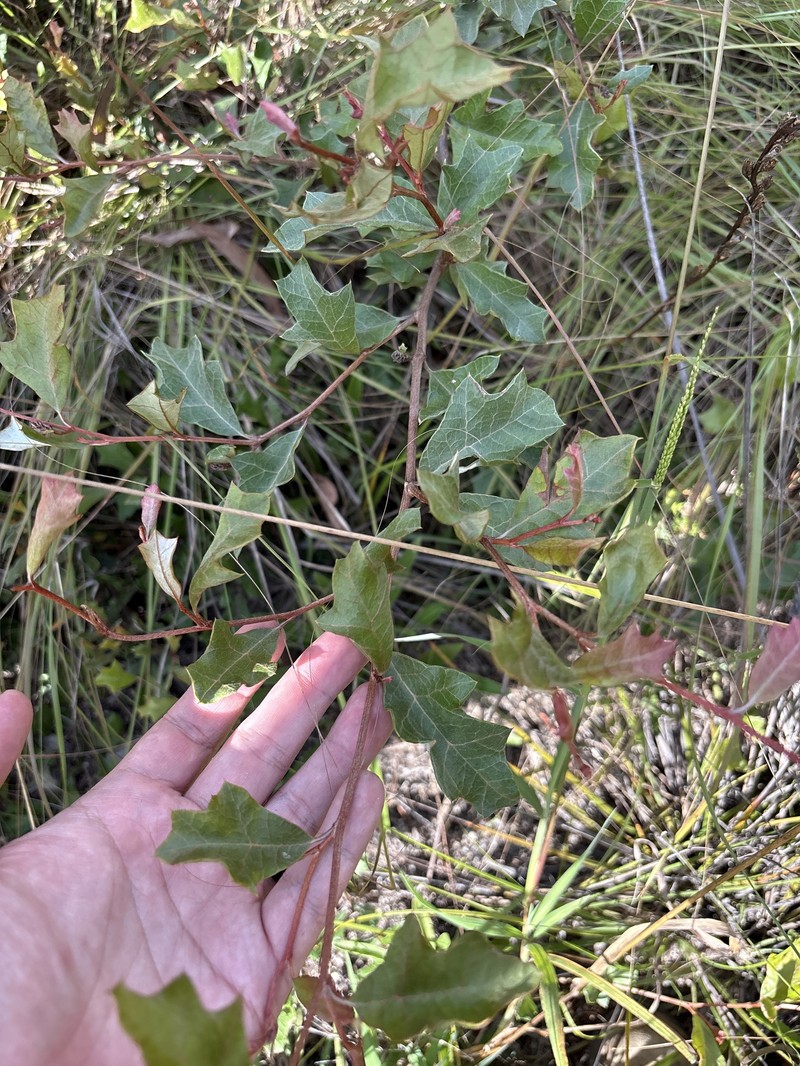 Grevillea scortechinii subsp. scortechinii