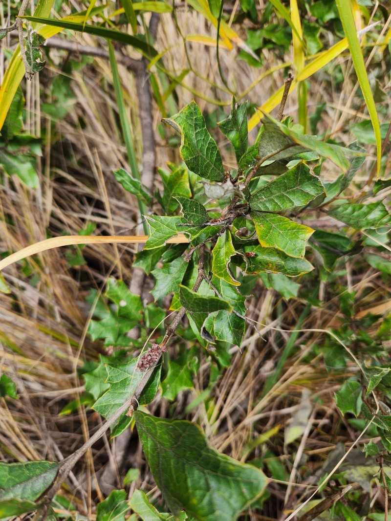 Grevillea scortechinii subsp. scortechinii photo 3