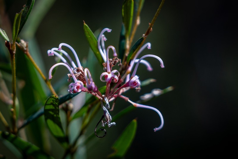 Grevillea sericea subsp. sericea