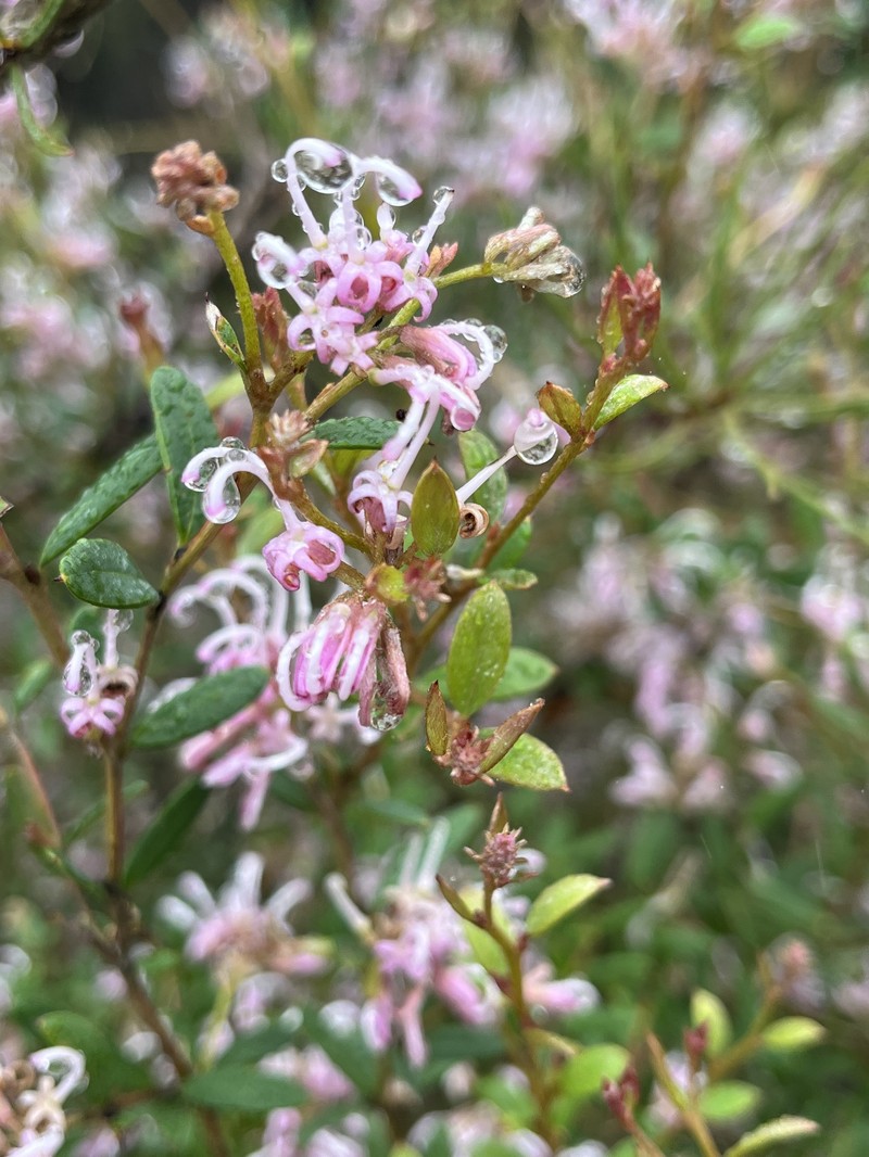 Grevillea sericea subsp. sericea photo 2