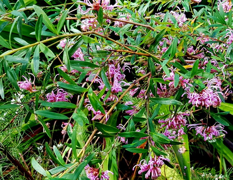 Grevillea sericea subsp. sericea photo 3