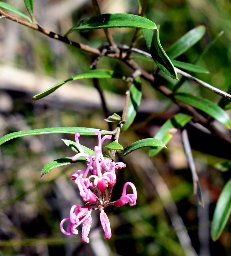 Grevillea sericea subsp. sericea photo 4