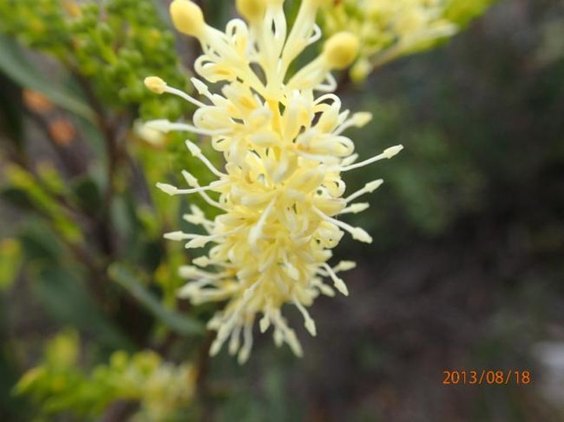 Grevillea shuttleworthiana subsp. shuttleworthiana
