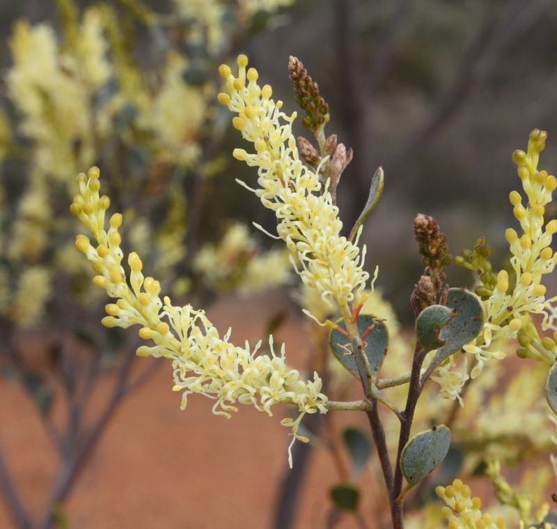 Grevillea shuttleworthiana subsp. shuttleworthiana photo 2