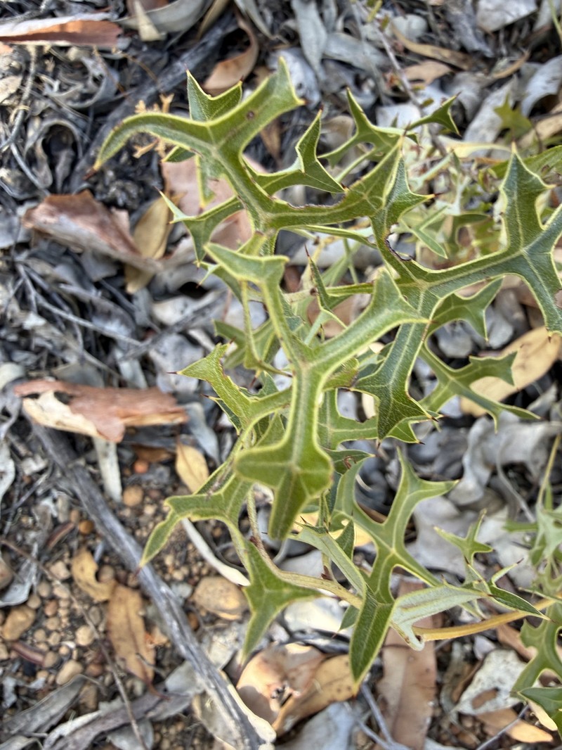 Grevillea synapheae subsp. synapheae