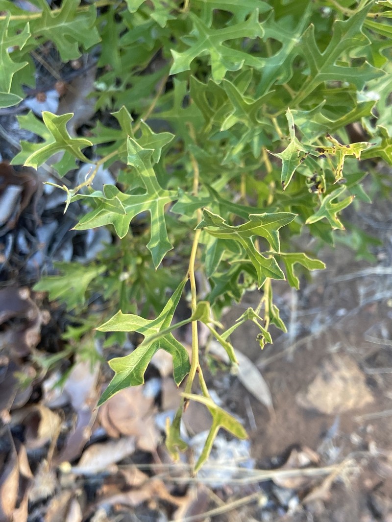 Grevillea synapheae subsp. synapheae photo 2