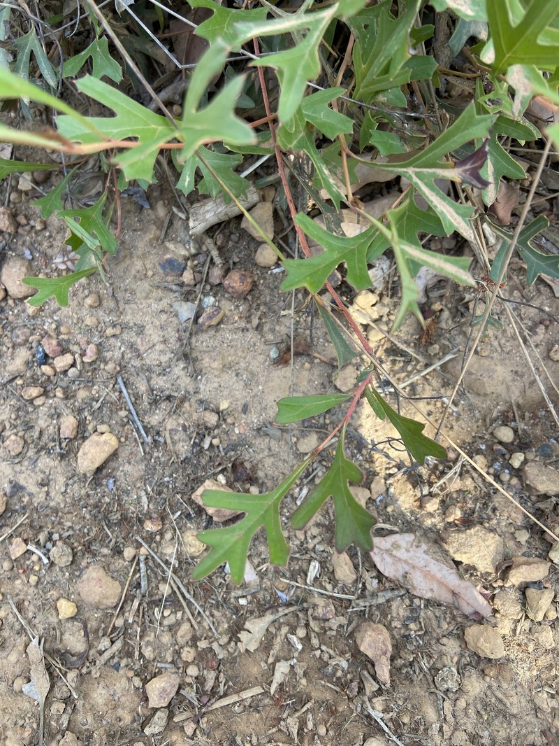 Grevillea synapheae subsp. synapheae photo 3
