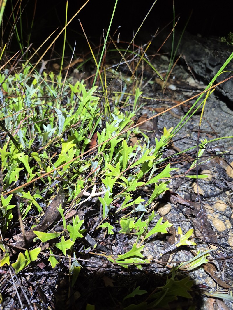Grevillea synapheae subsp. synapheae photo 4