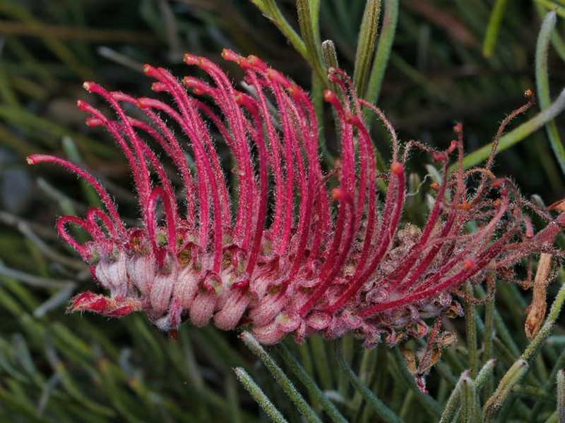Grevillea thyrsoides subsp. thyrsoides