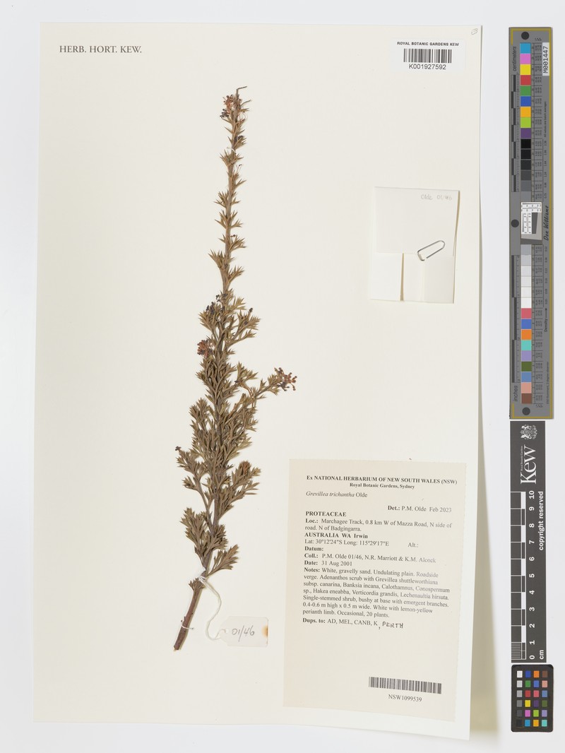 Grevillea trichantha photo 2