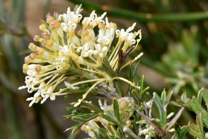 Grevillea trichantha