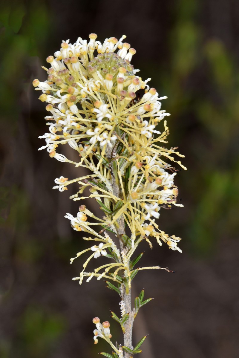 Grevillea trichantha photo 3