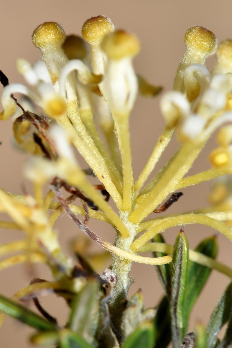 Grevillea trichantha photo 4