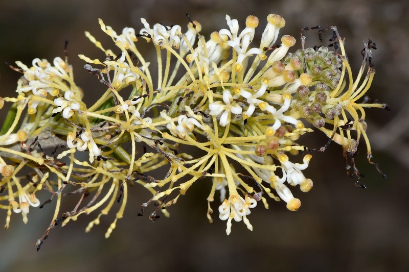 Grevillea trichantha photo 5
