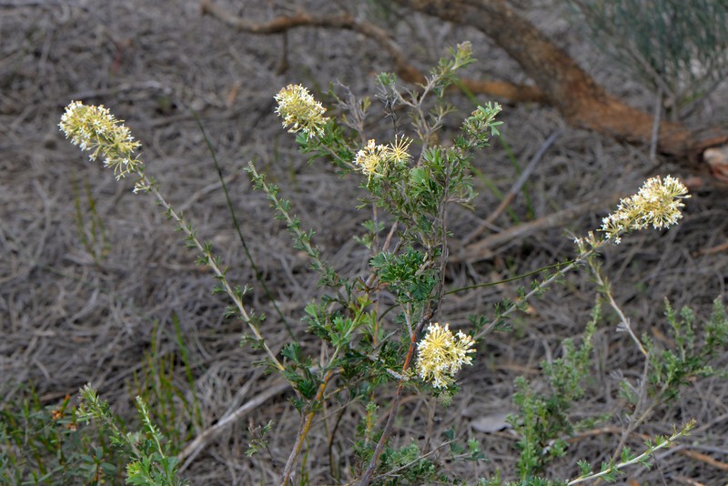 Grevillea trichantha photo 6