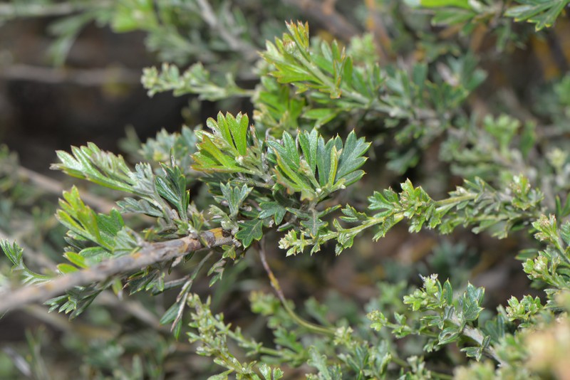 Grevillea trichantha photo 7