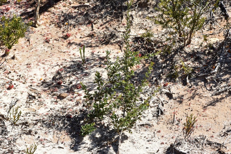 Grevillea trichantha photo 8