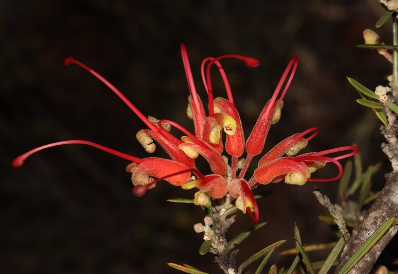 Grevillea tripartita subsp. tripartita