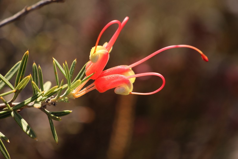 Grevillea tripartita subsp. tripartita photo 2