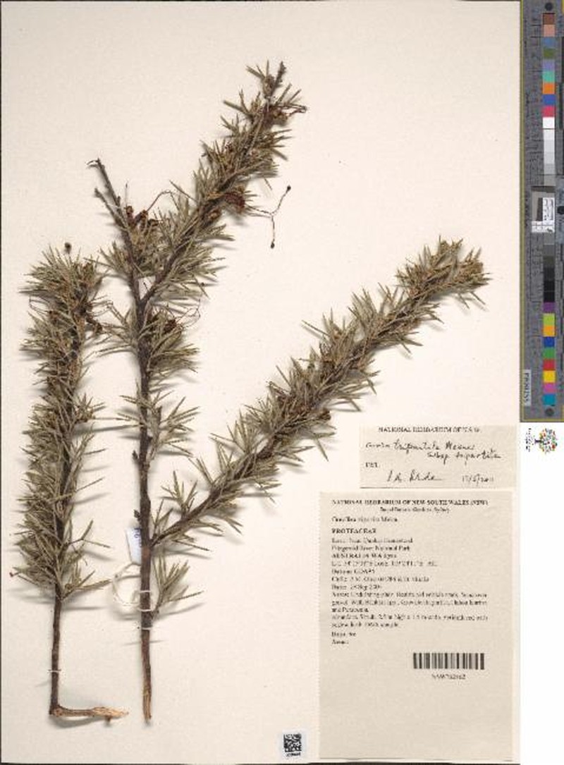 Grevillea tripartita subsp. tripartita photo 3