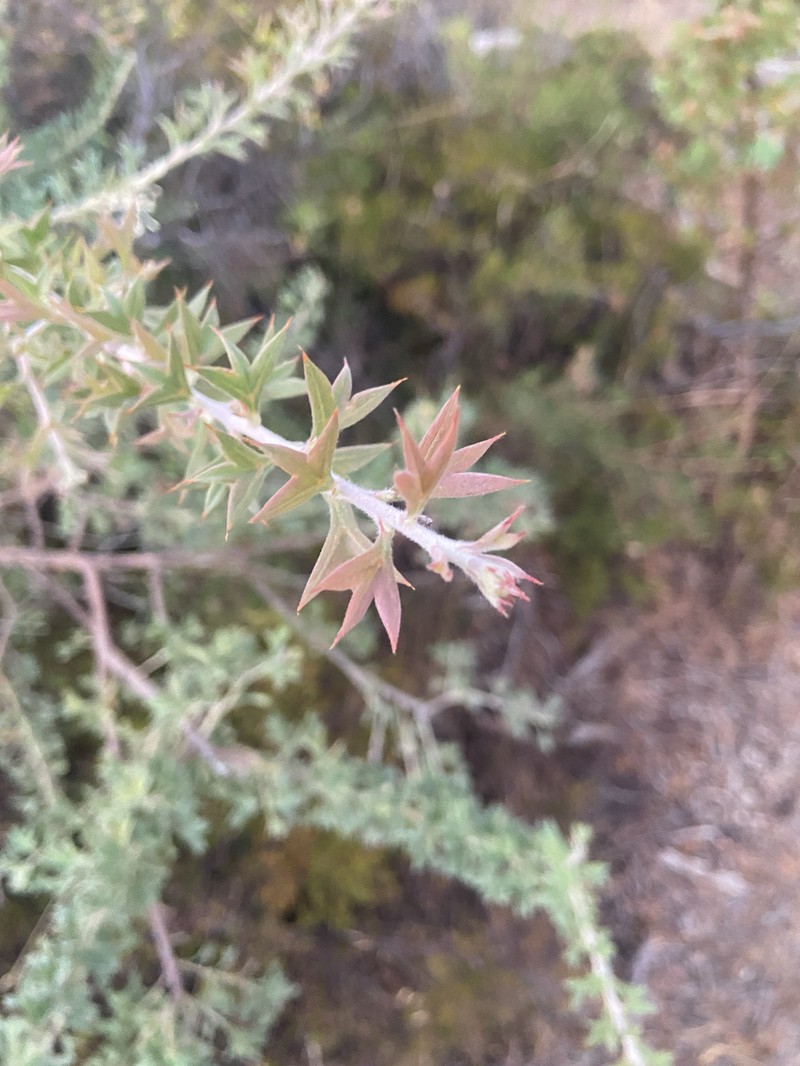 Grevillea vestita subsp. vestita