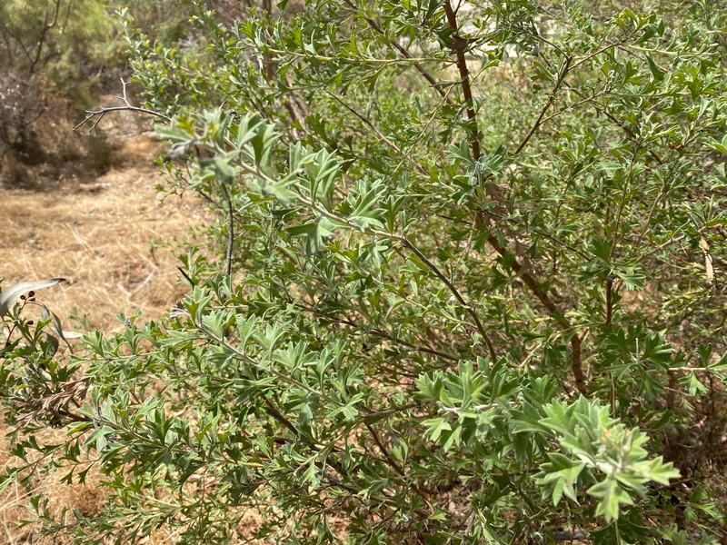 Grevillea vestita subsp. vestita photo 2