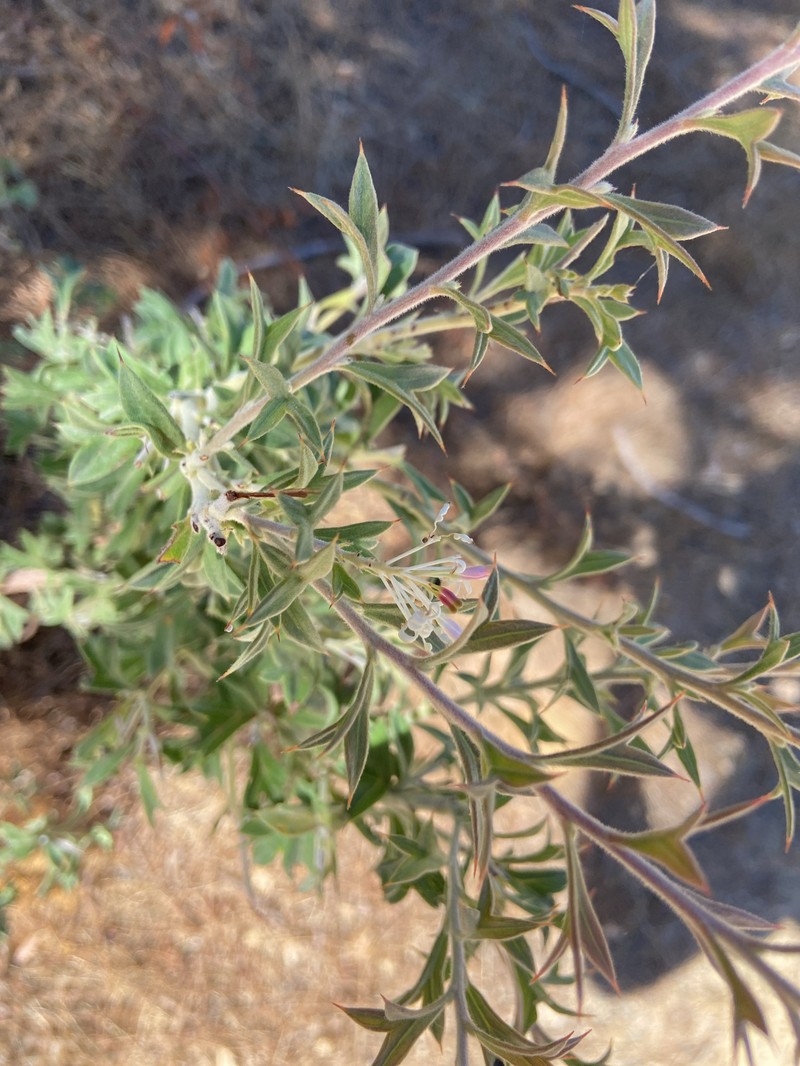 Grevillea vestita subsp. vestita photo 3