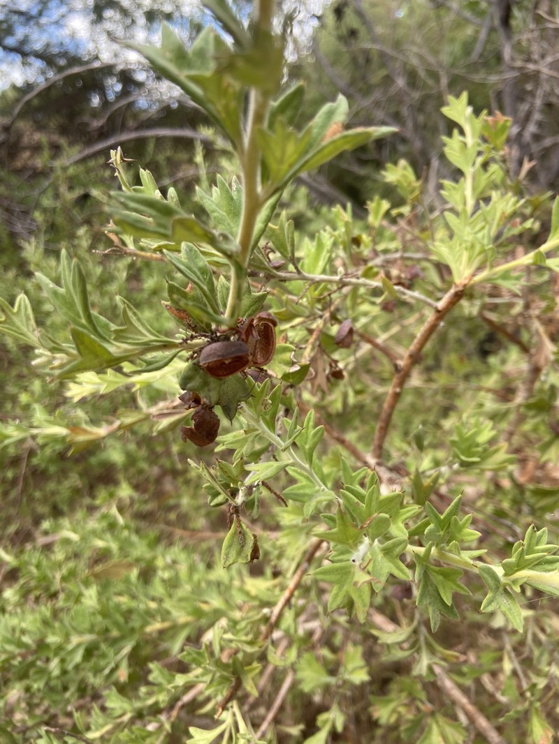 Grevillea vestita subsp. vestita photo 4