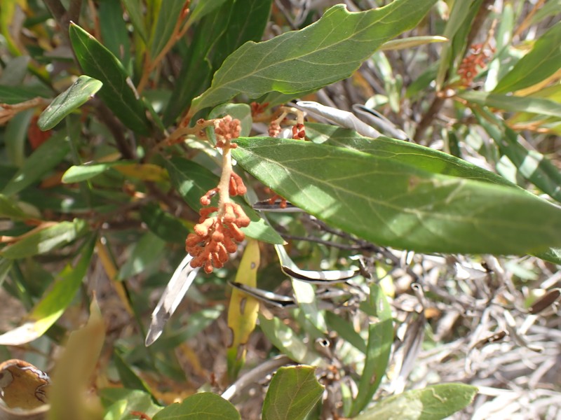 Grevillea victoriae subsp. victoriae