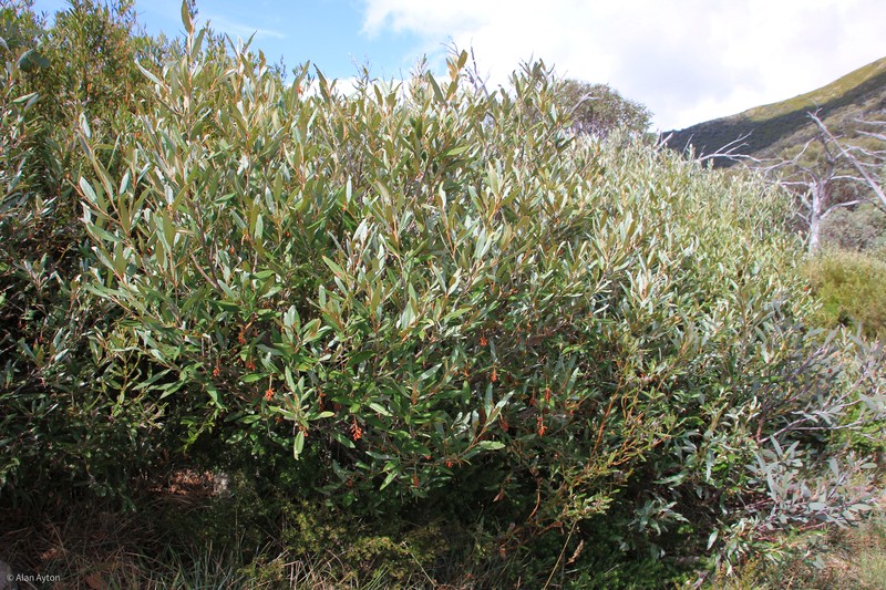 Grevillea victoriae subsp. victoriae photo 2