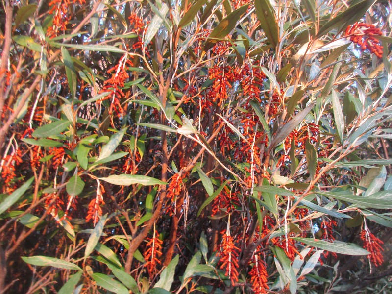 Grevillea victoriae subsp. victoriae photo 3