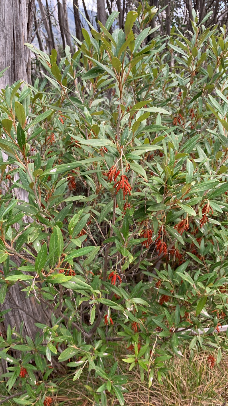 Grevillea victoriae subsp. victoriae photo 4