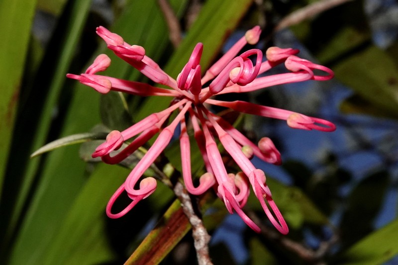 Grevillea vuniana