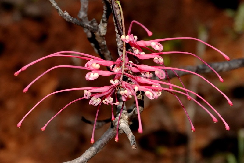 Grevillea vuniana photo 2
