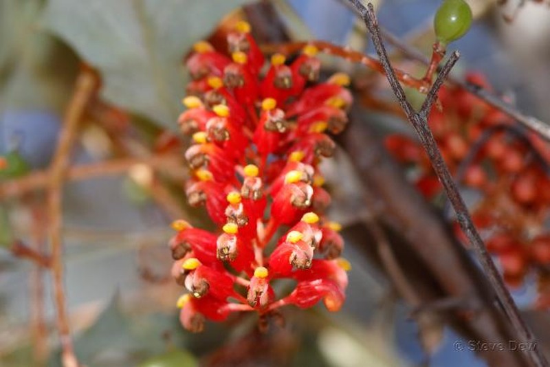 Grevillea wickhamii subsp. wickhamii