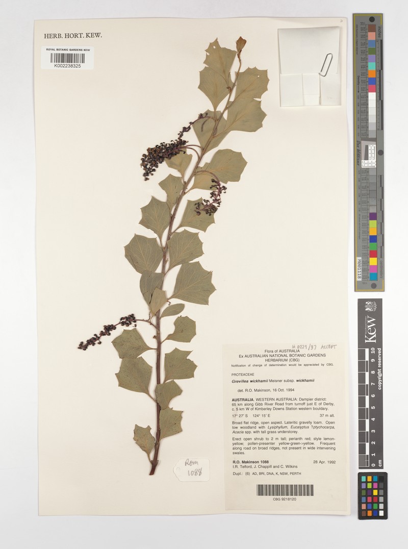 Grevillea wickhamii subsp. wickhamii photo 3