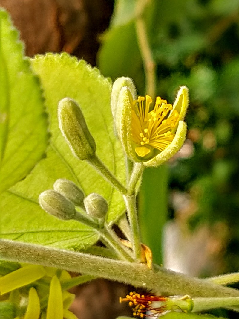 Phalsa photo 2