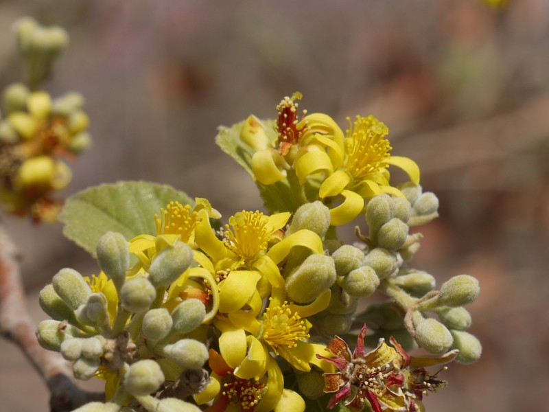 Phalsa photo 3