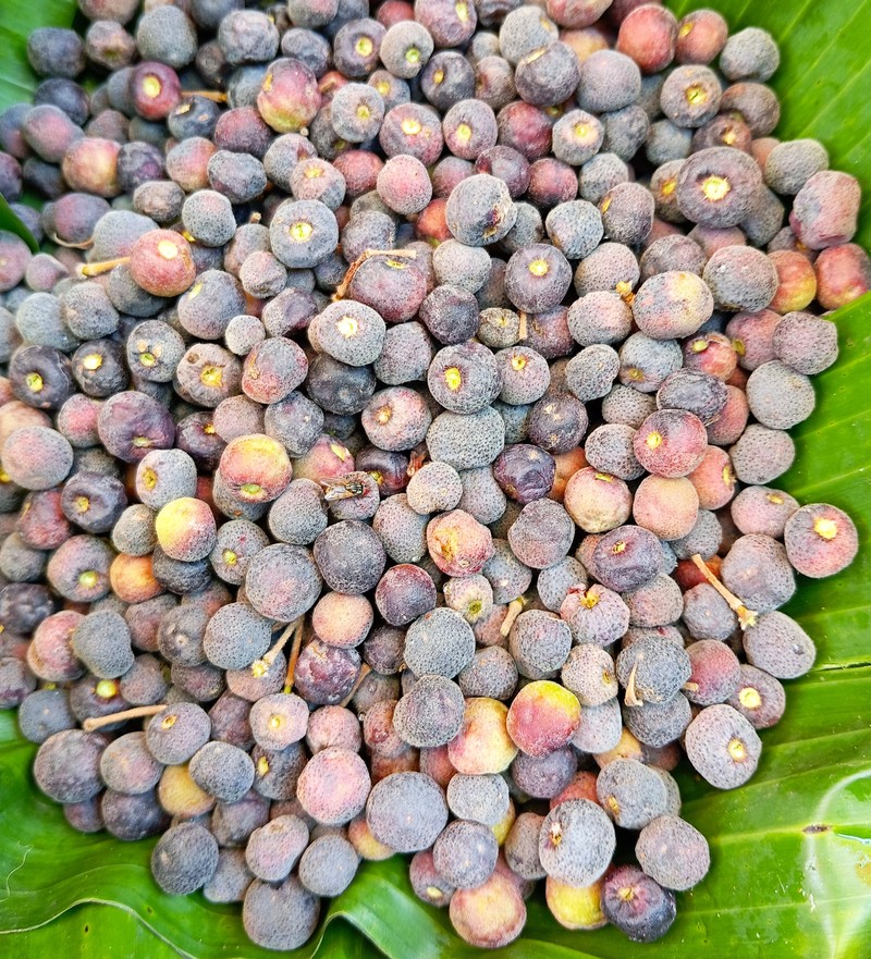 Phalsa photo 4