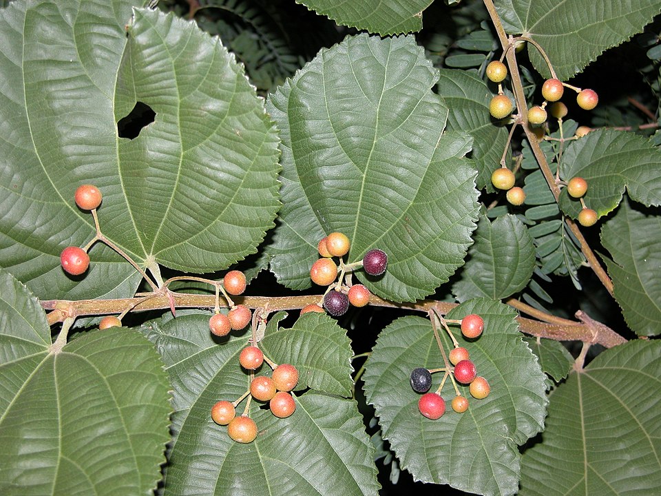 Phalsa photo 6