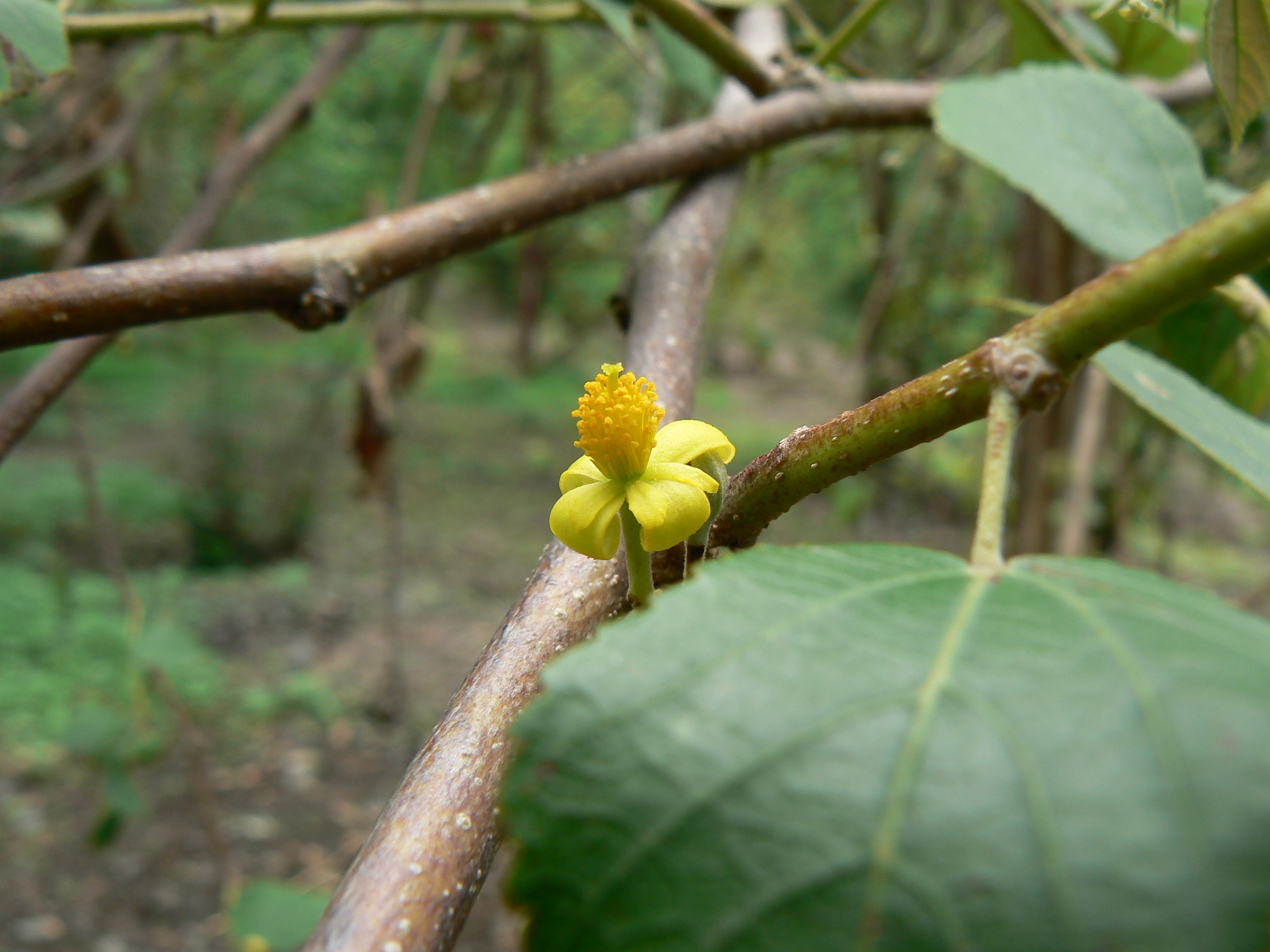 Phalsa photo 7