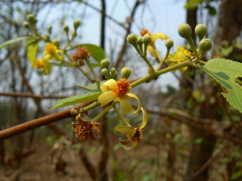 Phalsa photo 9