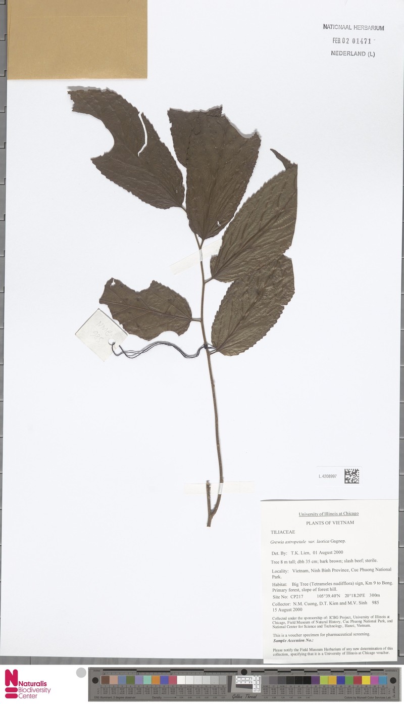 Grewia astropetala var. laotica