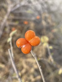 Grewia avellana