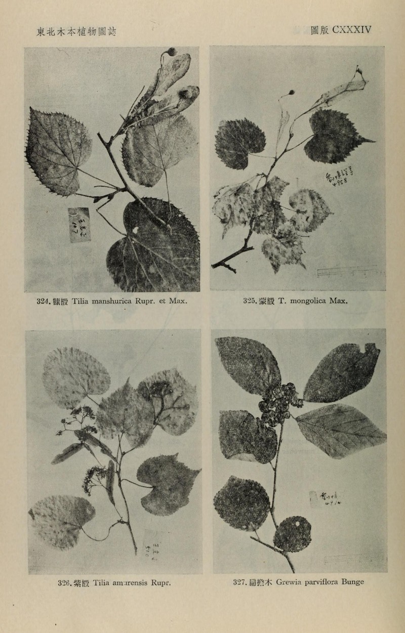 Bilobed Grewia photo 3