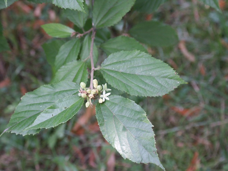 Bilobed Grewia photo 4